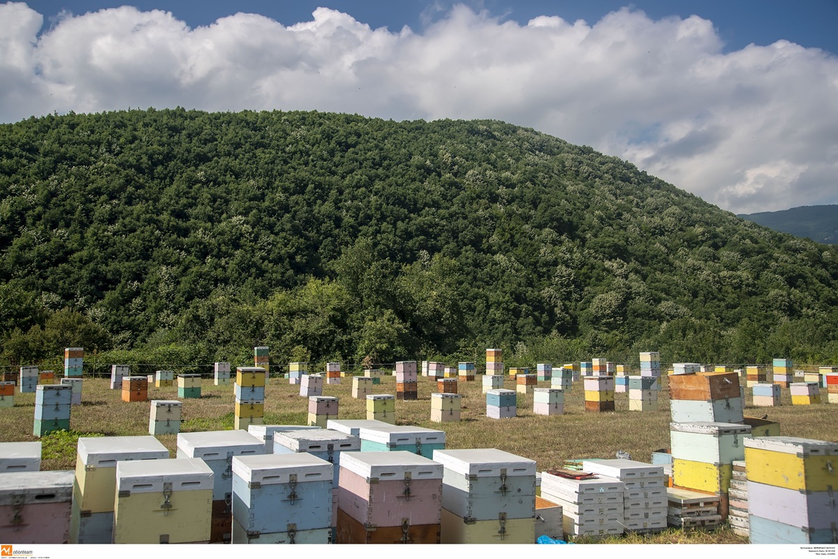 Κ. Τσιάρας: «Κύμα αποχωρήσεων» από βιολογική κτηνοτροφία και μελισσοκομία από το φόβο των ελέγχων