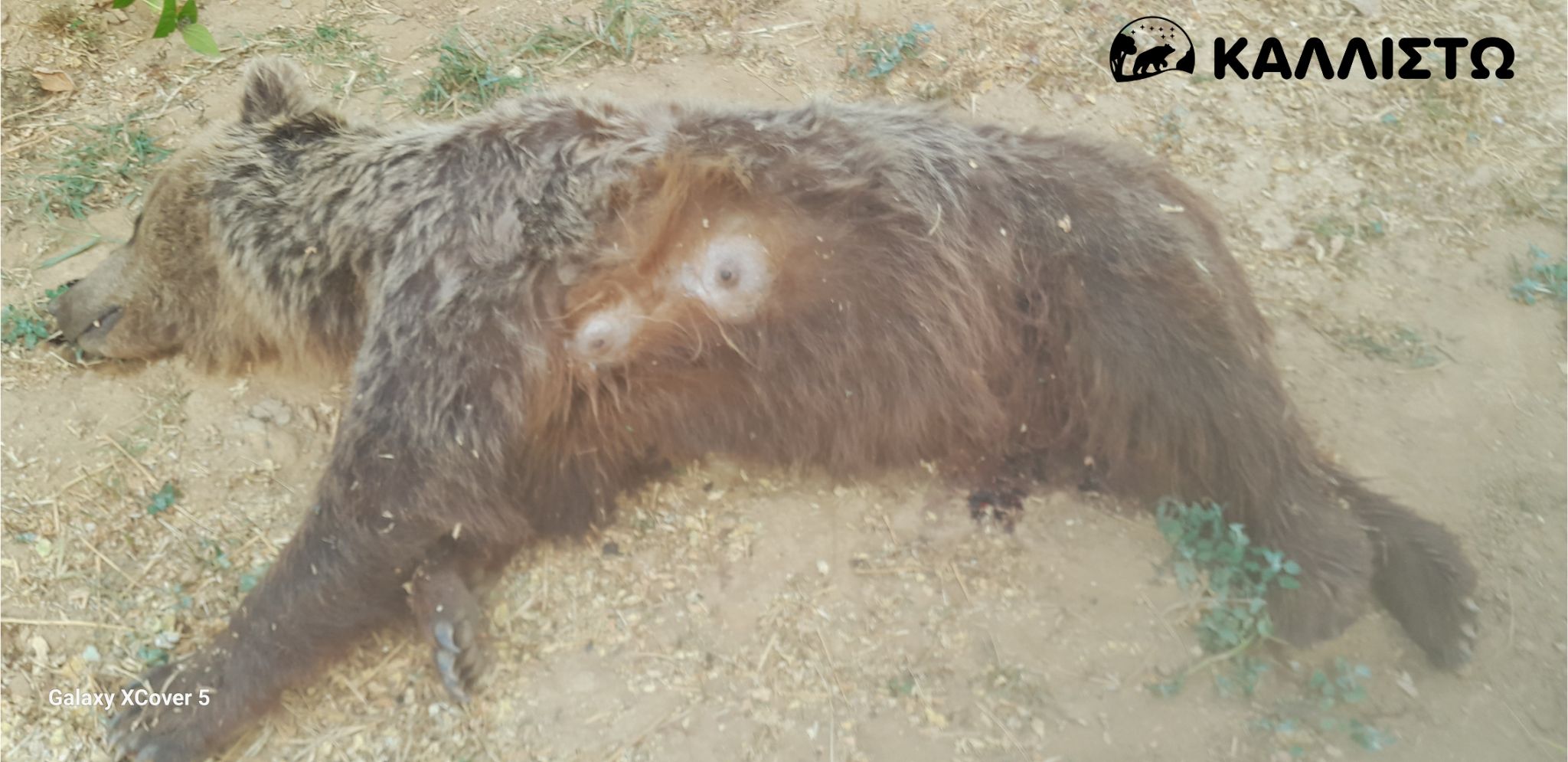 Καλλιστώ: Ακόμη μια νεκρή αρκούδα στην Καστοριά – Αναγκαία η διερεύνηση  των αποτρόπαιων περιστατικών από τη Δικαιοσύνη