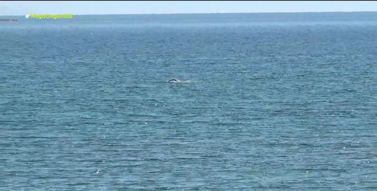 Παλαιό Φάληρο: Αποστεωμένο και με χτυπήματα το 3χρονο κοριτσάκι που βρέθηκε νεκρό σε παραλία (VIDEO)