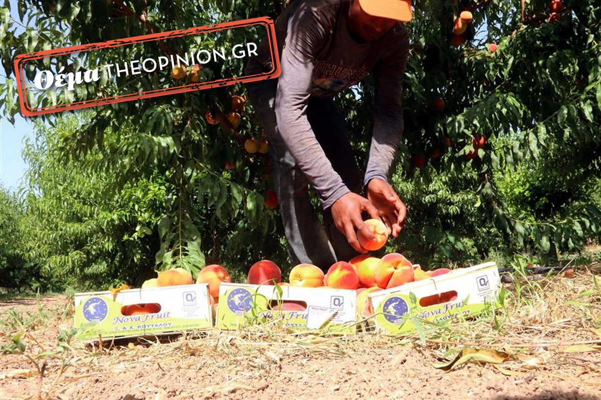 Σε απόγνωση παραγωγοί στη Βόρεια Ελλάδα – Περιμένουν επιδοτήσεις και αποζημιώσεις