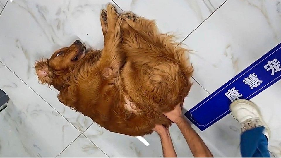 Απίστευτη αντίδραση Golden Retriever στον κτηνίατρο – Σαν να παίζει σε δράμα! (VIDEO)