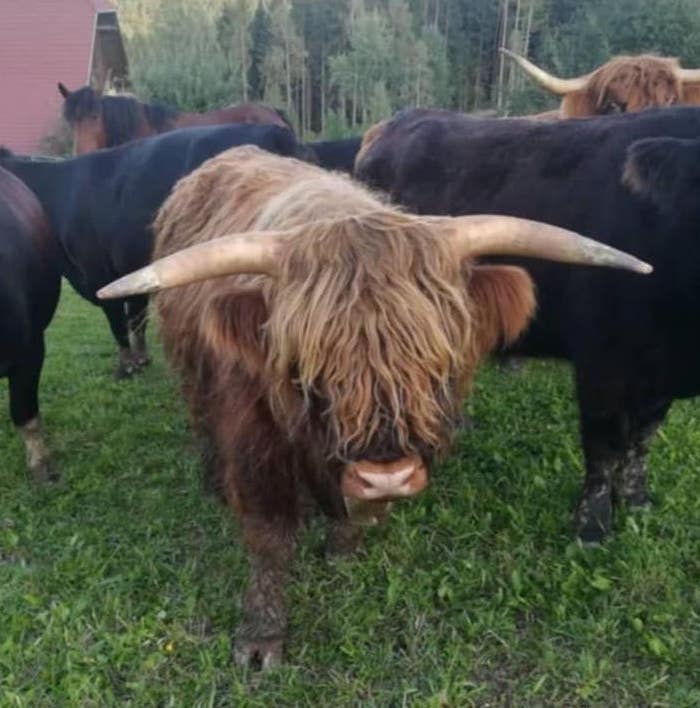 Έχει η Αυστρία… ΟΠΕΚΕΠΕ;