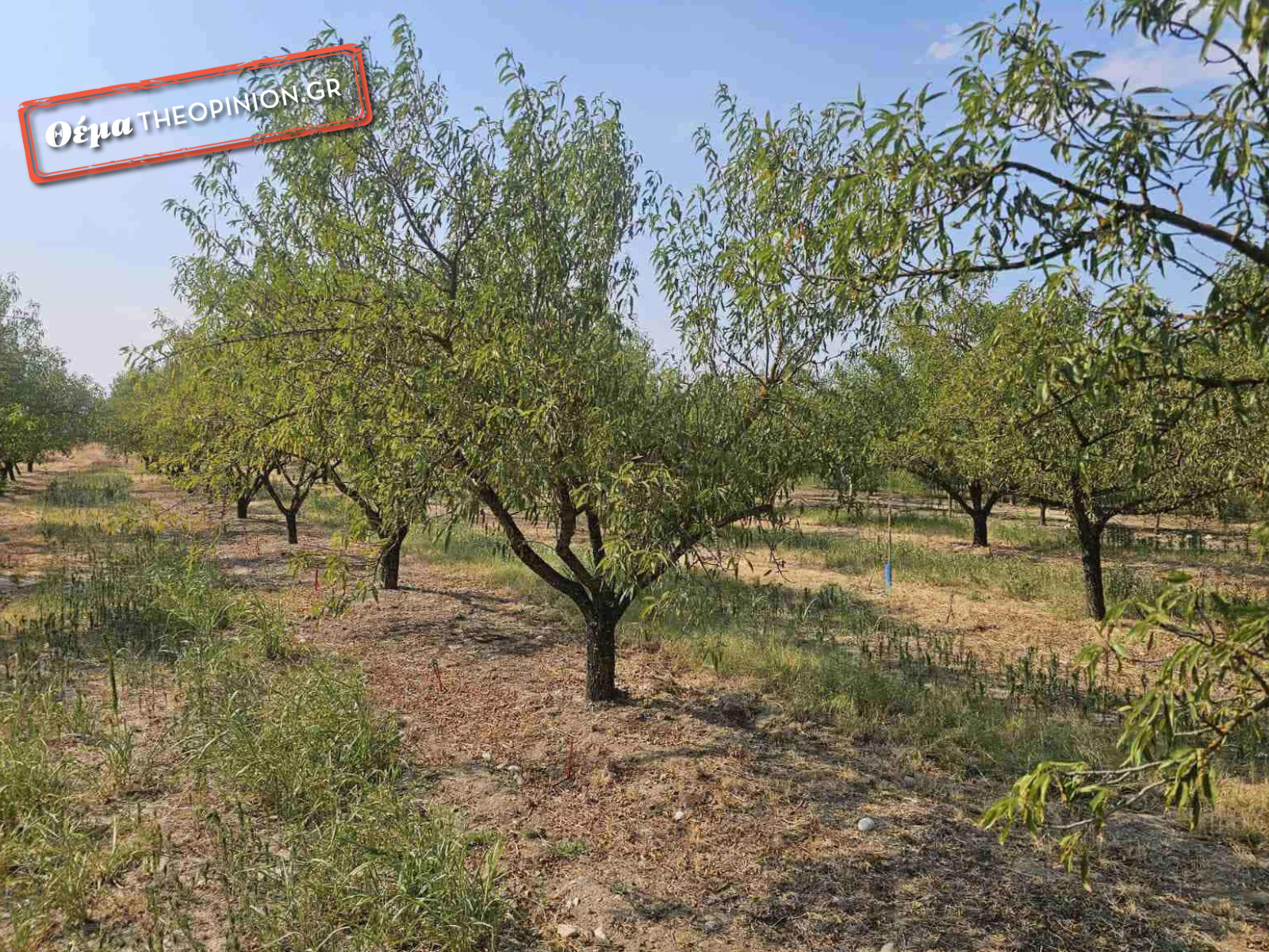 Αγρότες σε απόγνωση – Στέρεψαν τα ποτάμια, άγονη γη χιλιάδες στρέμματα (ΦΩΤΟ)