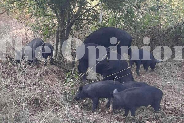 Θεσσαλονίκη: Απογευματινή «βόλτα» για αγριογούρουνα στο Φίλυρο (ΦΩΤΟ)