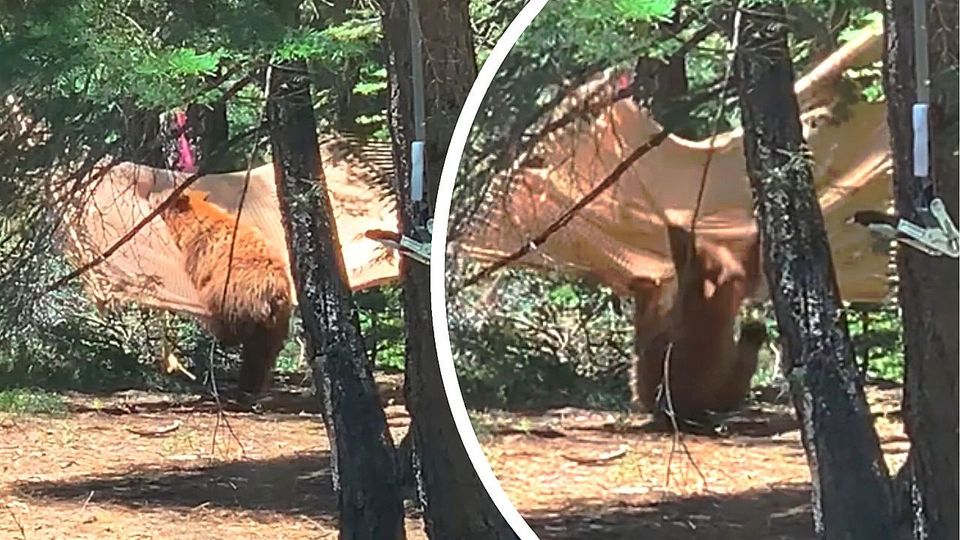 Υπναρού αρκούδα παλεύει να ανεβεί σε αιώρα (VIDEO)