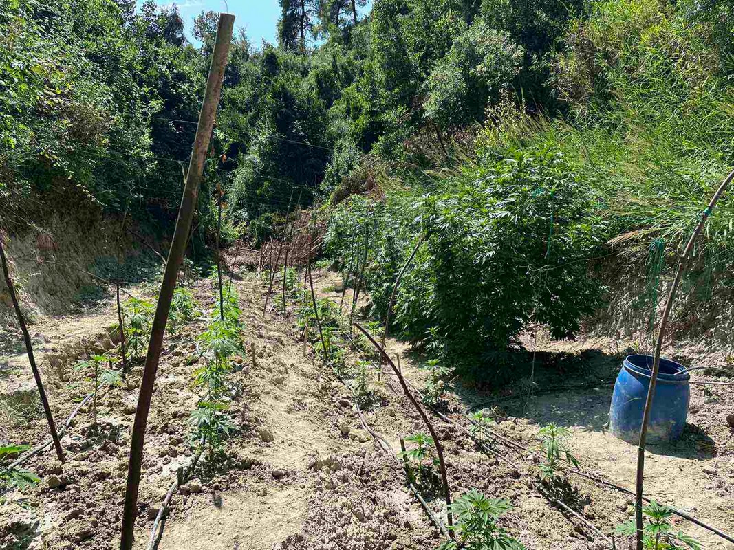 Χαλκιδική: Εντοπίστηκε φυτεία 94 δενδρυλλίων χασίς – Κατασχέθηκαν πάνω από 5.000€ ευρώ