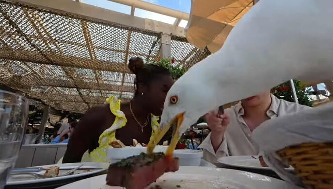 Γλάρος με ακριβό γούστο- Άρπαξε φιλέτο 100 δολαρίων από ζευγάρι στις Κάννες (VIDEO)