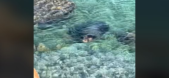 Φώκια έκανε την εμφάνιση της σε ελληνική παραλία (VIDEO)
