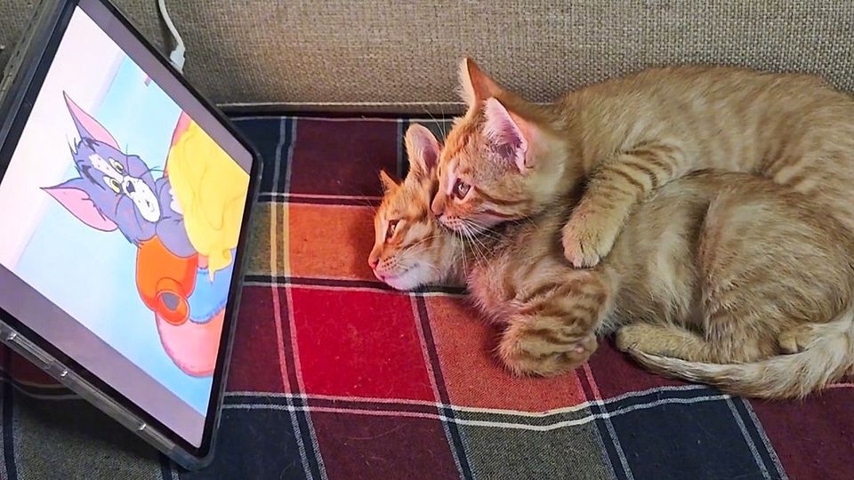 Οι μυρωδιές που ηρεμούν τις γάτες