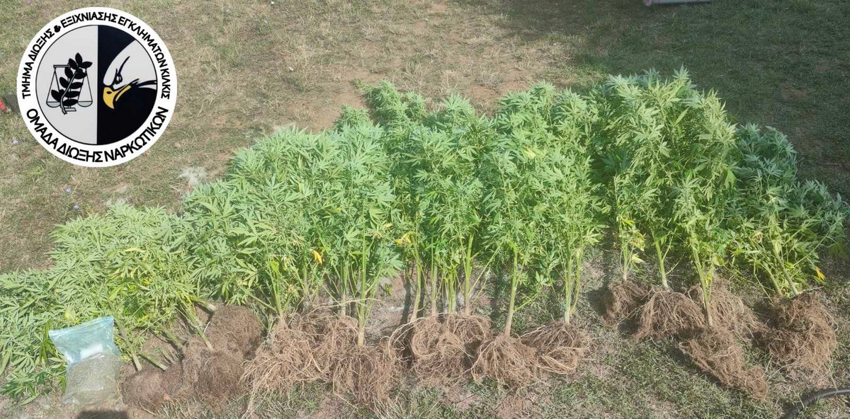 Θεσσαλονίκη: Καλλιεργούσε πάνω από 20 δενδρύλλια κάνναβης στην αυλή του σπιτιού του
