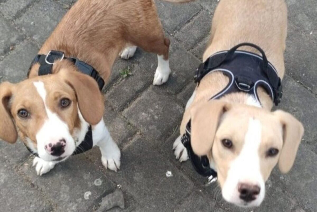 Από τους δρόμους της Θεσσαλονίκης στα «σαλόνια» της Ευρώπης – Νέα αρχή για 130 ζώα