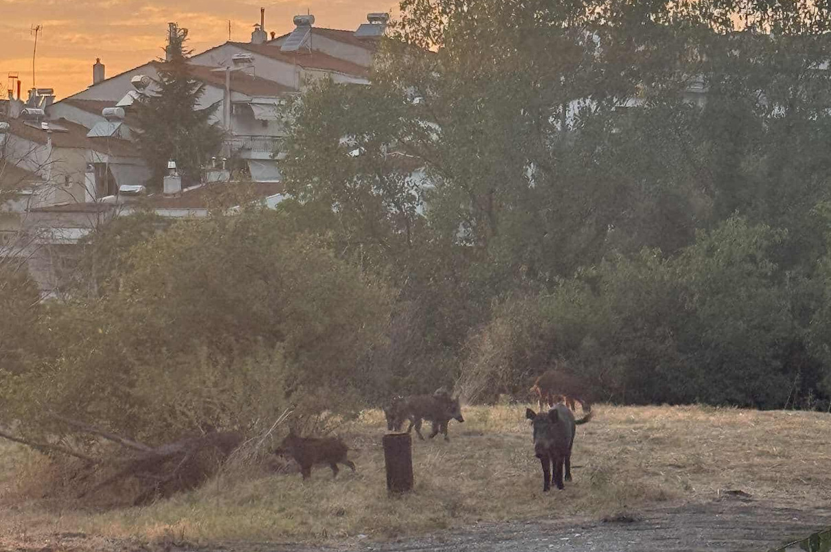 Θεσσαλονίκη: Αγριογούρουνα «έκαναν βόλτα» στο Ρετζίκι (ΦΩΤΟ)