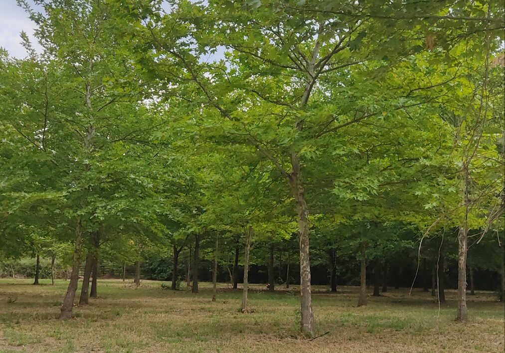 Κιλκίς: Τα «Χίλια Δέντρα» στις Μουριές έτοιμα να δώσουν… χιλιάδες ανάσες ζωής (ΦΩΤΟ)