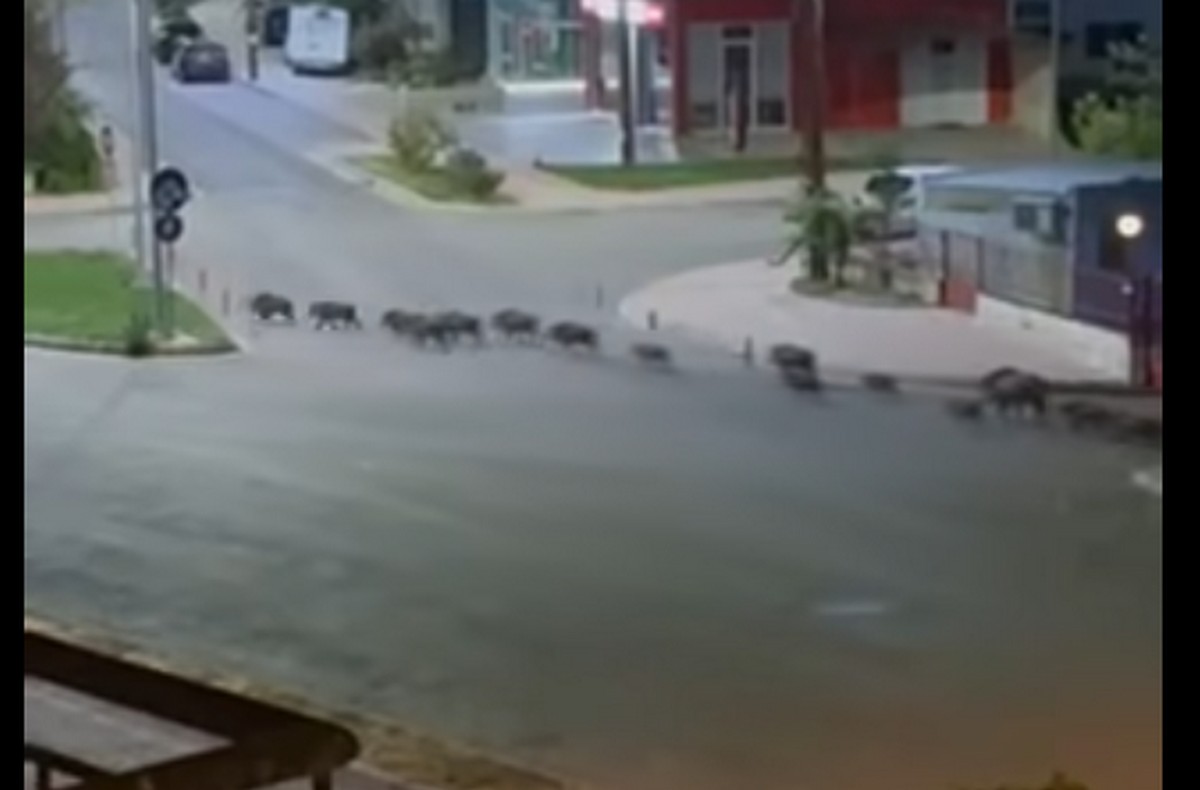 Λιβαδειά: Αγριογούρουνα βγήκαν βραδινή «έξοδο» στην μέση της πόλης (VIDEO)