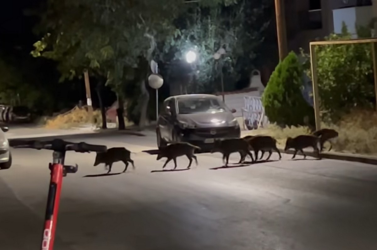 Θεσσαλονίκη: Αγριογούρουνα έκαναν βόλτα στην Πυλαία (VIDEO)