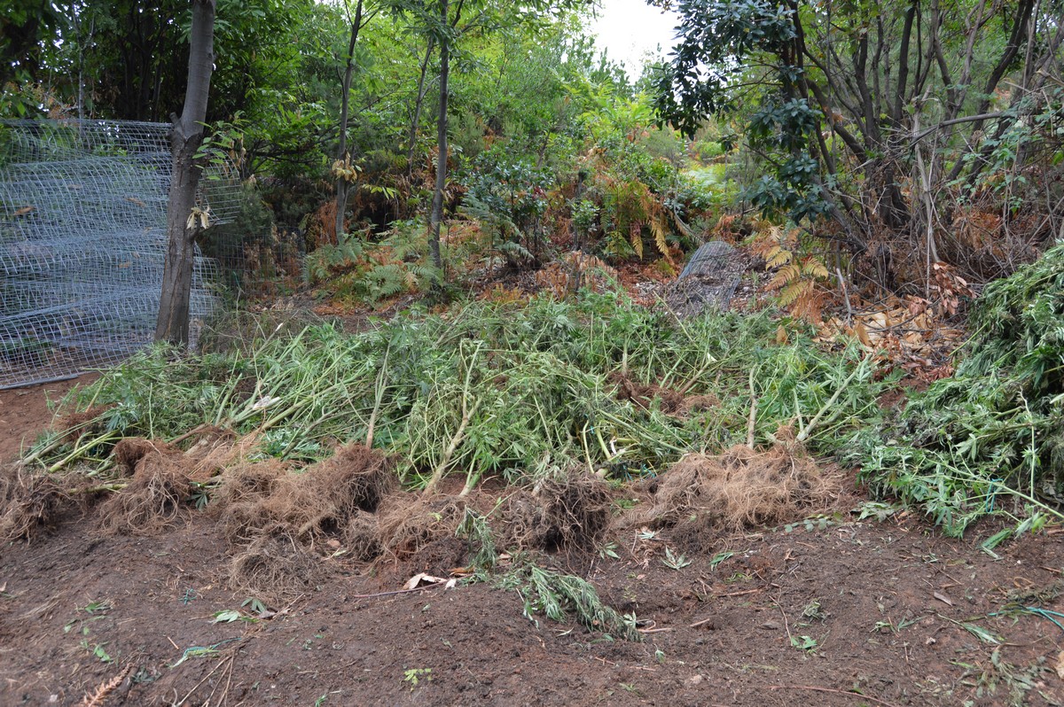 Πιερία: Συνελήφθη άνδρας που καλλιεργούσε δενδρύλλια κάνναβης (ΦΩΤΟ)