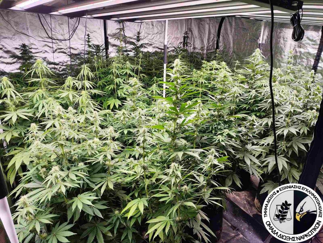 Θεσσαλονίκη: Συνελήφθη άνδρας που καλλιεργούσε δενδρύλλια ύψους ενός μέτρου