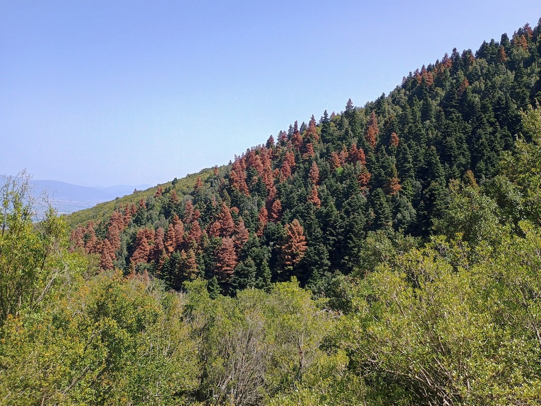 «Καρχαρίες» στο δάσος – Τα φλοιοφάγα έντομα επιτίθενται στα εξασθενημένα έλατα της Ελλάδας (ΦΩΤΟ)