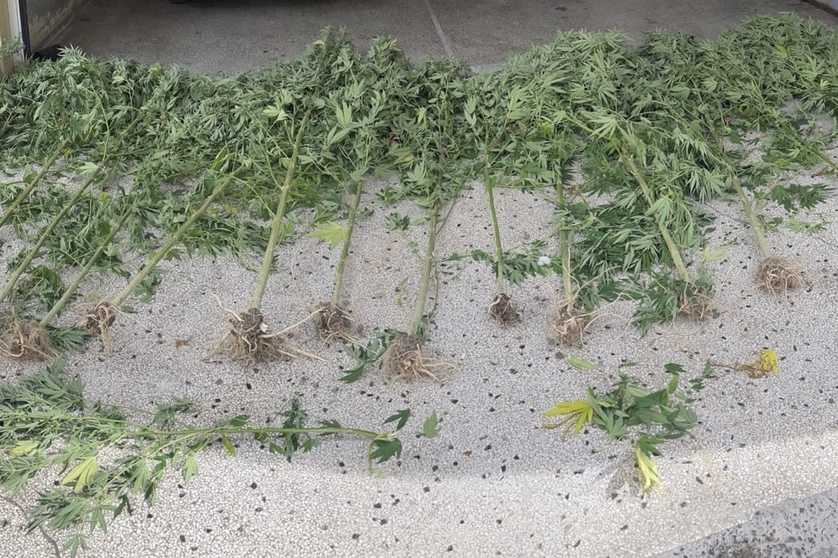 Πέλλα: Καλλιεργούσε δενδρύλλια κάνναβης ύψους τριών μέτρων σε παραπόταμο