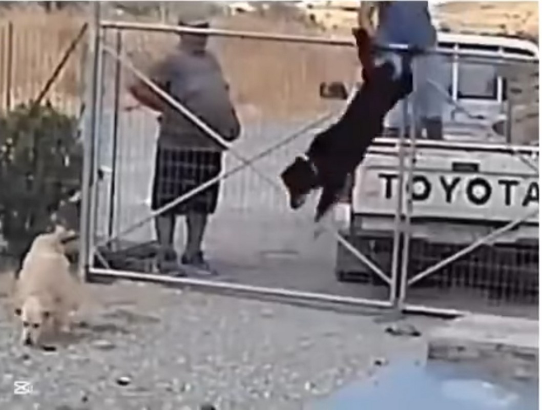 Λήμνος: Εγκατέλειψαν τρία σκυλιά σε κυνοκομείο πετώντας τα από καρότσα (VIDEO)