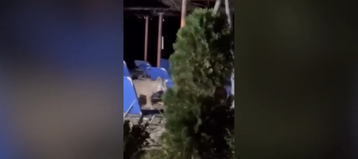 Χαλκιδική: «Επικηρύχθηκε» ο «καταζητούμενος» λύκος – «Σύλληψη» ή θανάτωση ζητούν οι αρχές