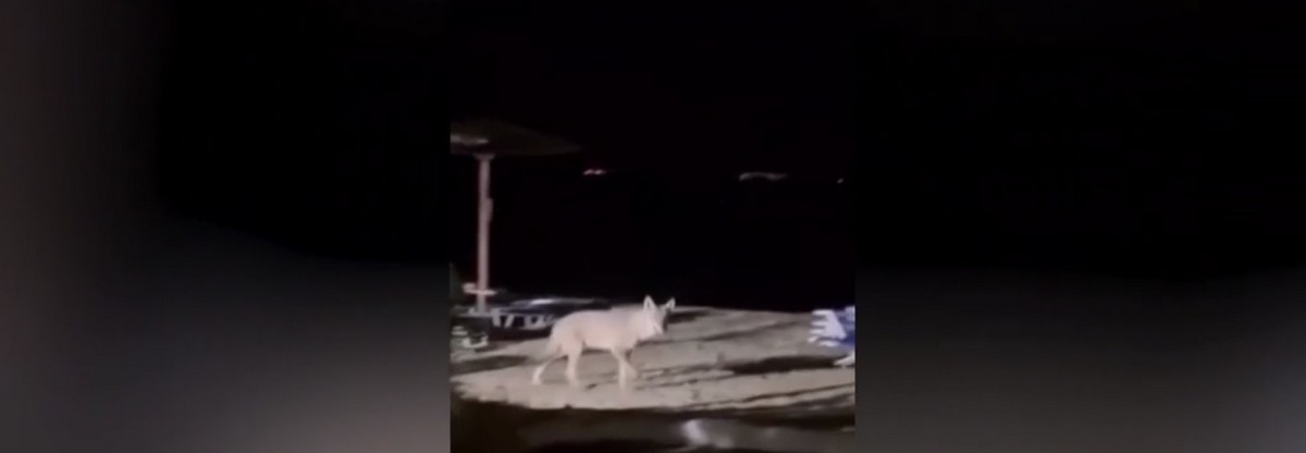 «Ψυχραιμία» – Τι θα κάνουμε με τον λύκο – Τι δηλώνει ο αντιδήμαρχος Σιθωνίας στο TheOpinion