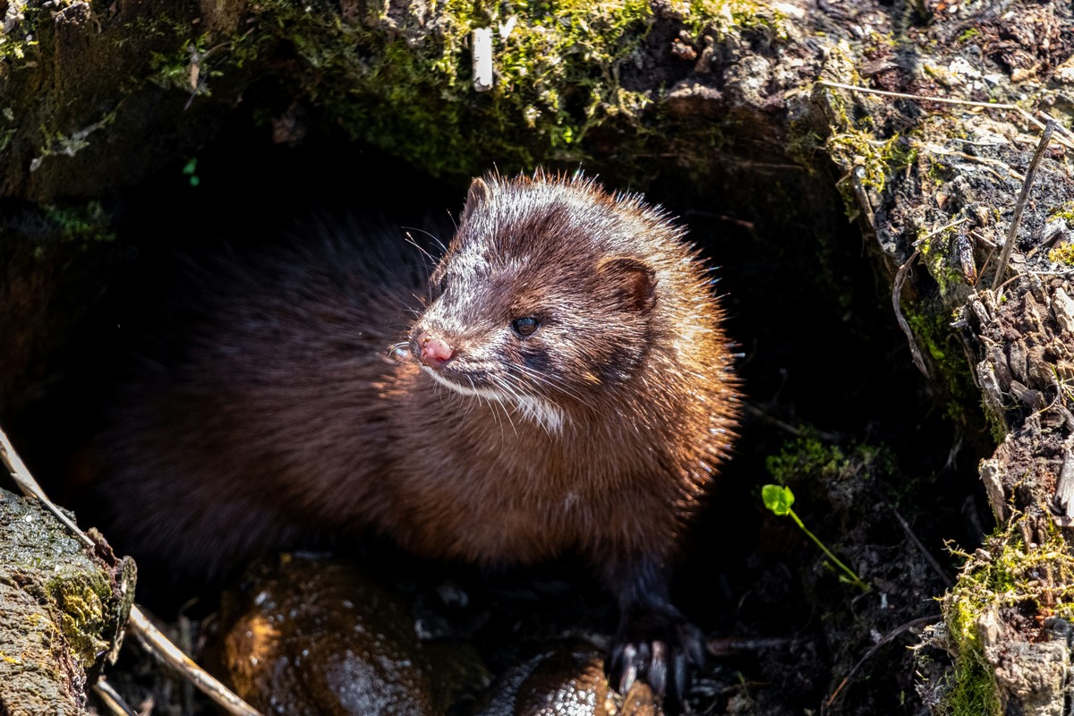 Καστοριά: Τρόμος για ηλικιωμένη – Μινκ μπήκε στο σπίτι της και της ακρωτηρίασε το χέρι (VIDEO)