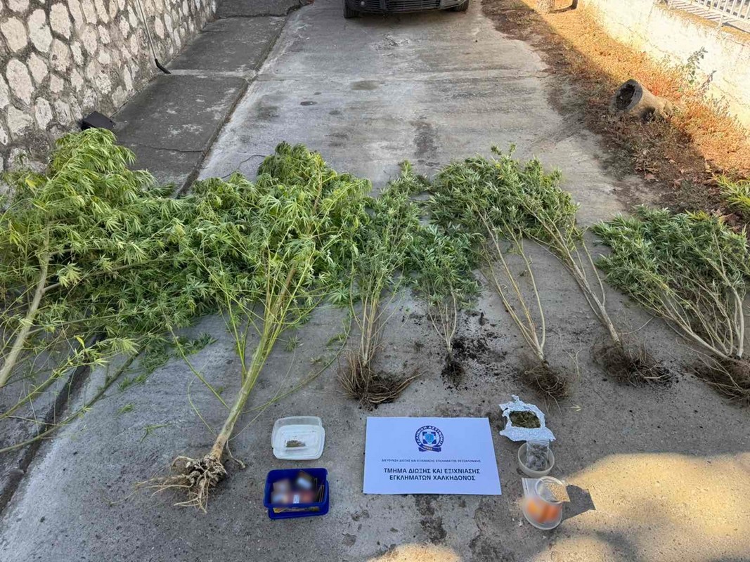 Θεσσαλονίκη: Άνδρας συνελήφθη την ώρα που πότιζε δενδρύλλια κάνναβης (ΦΩΤΟ)