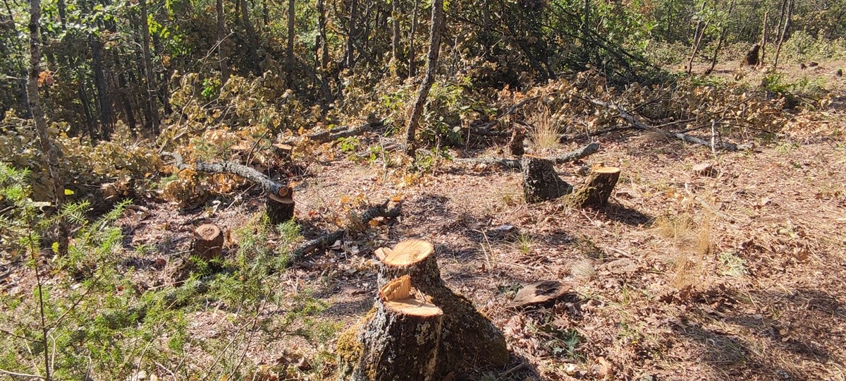 Θεσσαλονίκη: Κόπηκαν περίπου τρεις τόνοι ξύλα για παράνομο εμπόριο (ΦΩΤΟ)
