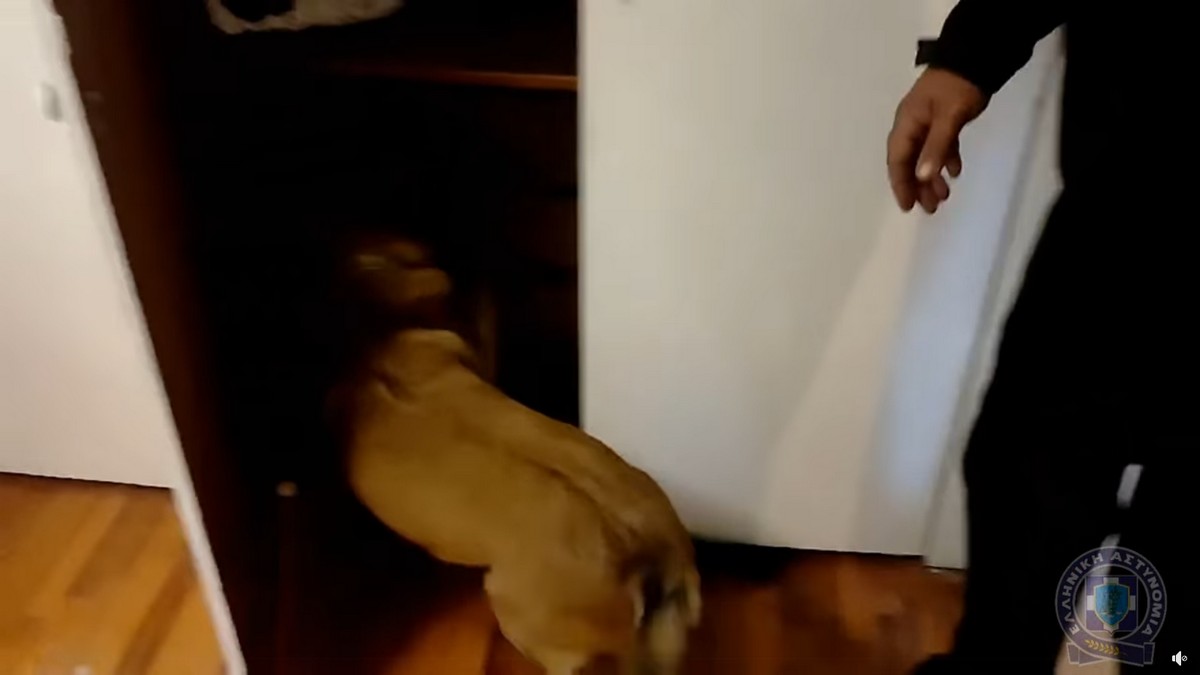 Θεσσαλονίκη: Ο «αστυνόμος» σκύλος «IRIS» μύρισε ένα κιλό κοκαΐνη και πάνω από 5 κιλά χασίς (ΦΩΤΟ-VIDEO)