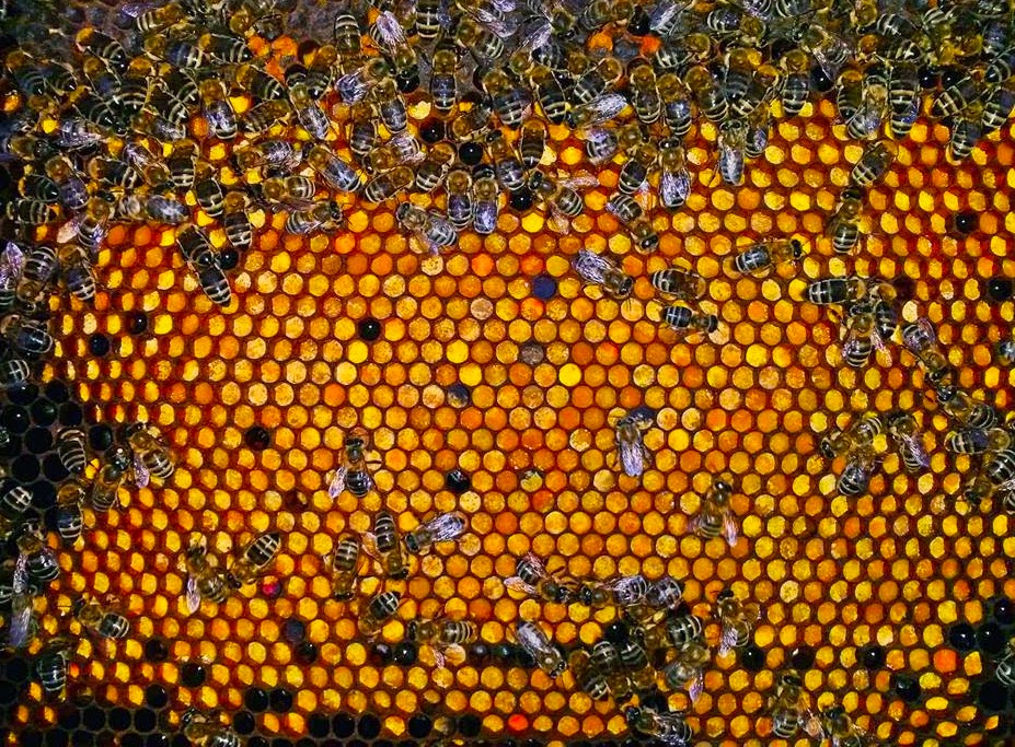 Κι ύστερα ήρθαν οι μέλισσες κι είχαν το δηλητήριο-φάρμακο κατά του καρκίνου!