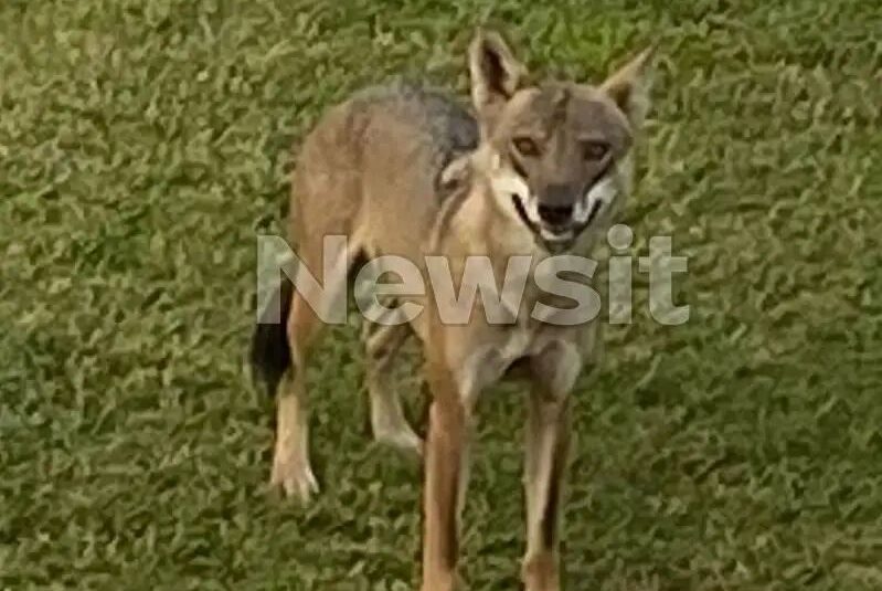 Χαλκιδική: Δύο οι επιθέσεις λύκου σε παιδιά – Δάγκωσε 3χρονο αγοράκι δύο μήνες πριν το περιστατικό με την 5χρονη (ΦΩΤΟ)