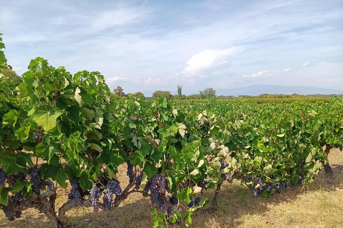 Η Νάουσα στο επίκεντρο του οινοτουρισμού – Δράσεις με επίκεντρο το κρασί