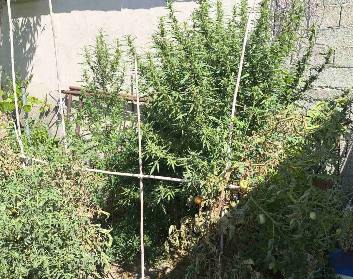 Σέρρες: Συνελήφθη άνδρας με δενδρύλλια και ποσότητες κάνναβης στην οικία του