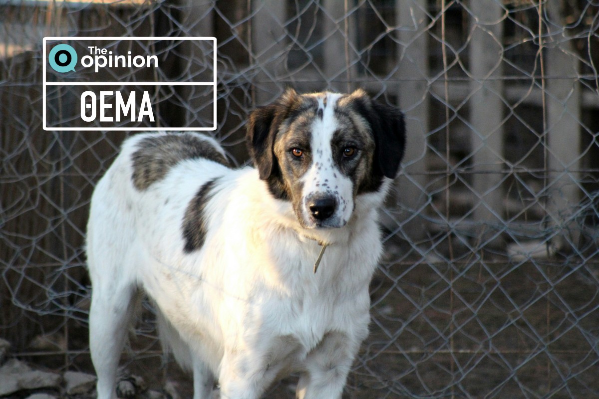 Ακριβός ο «λογαριασμός» για τα αδέσποτα στην ανατολική Θεσσαλονίκη – Στα σκαριά αύξηση 250%