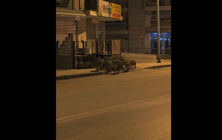 Αγέλη από αγριογούρουνα «κόβει» βόλτες στην Καλαμαριά (VIDEO)