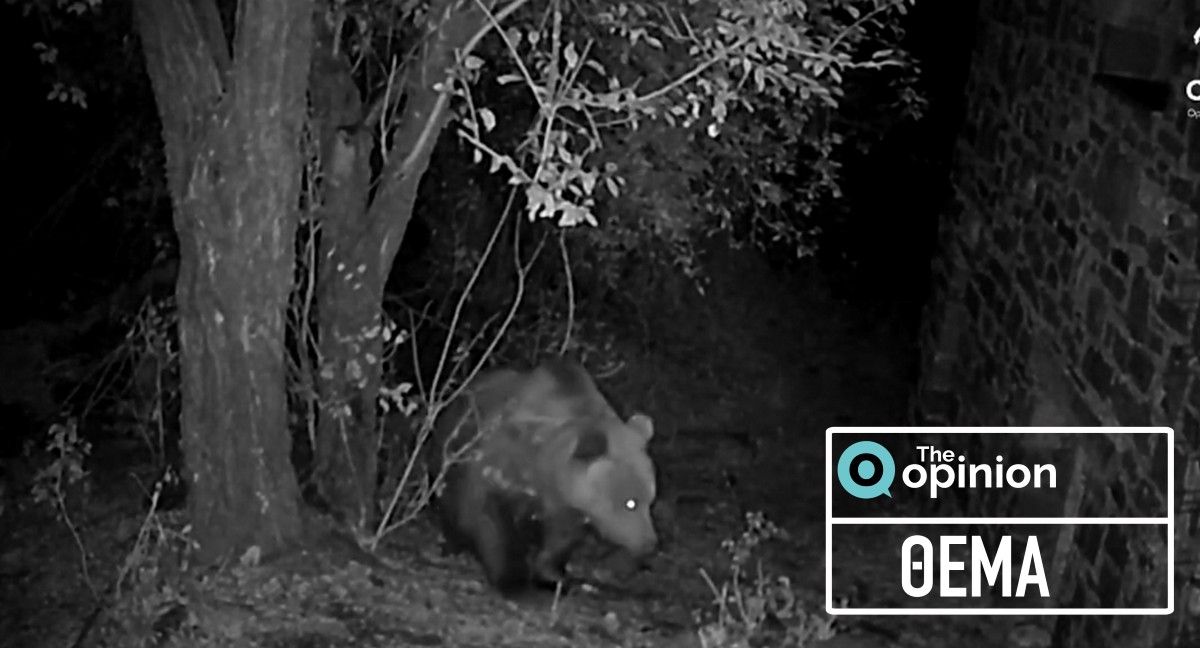 Φωτοπαγίδες διώχνουν αρκούδες από οικισμούς (VIDEO)