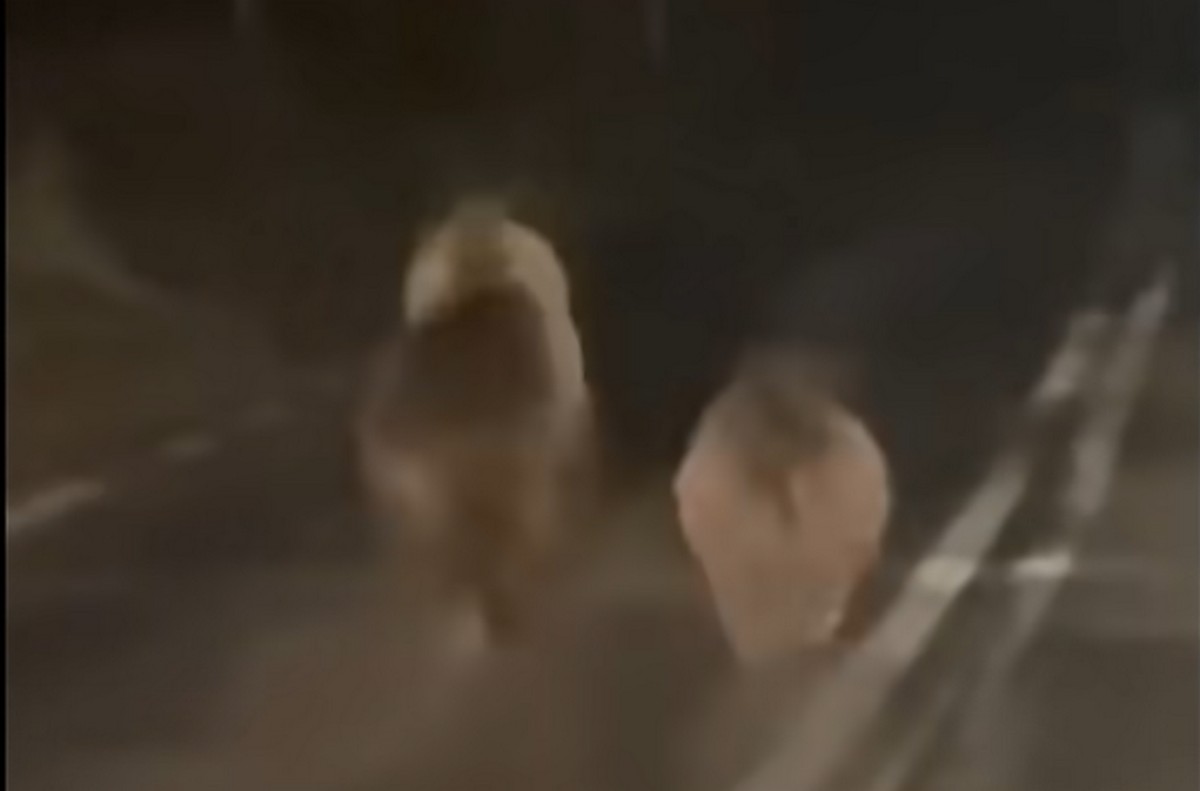 Κοζάνη: Αρκούδες κάνουν βόλτα στην μέση του δρόμου (VIDEO)