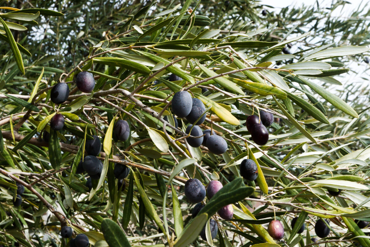 Χαλκιδική: Κλειστή η πλατφόρμα για την εξεύρεση εργατών γης