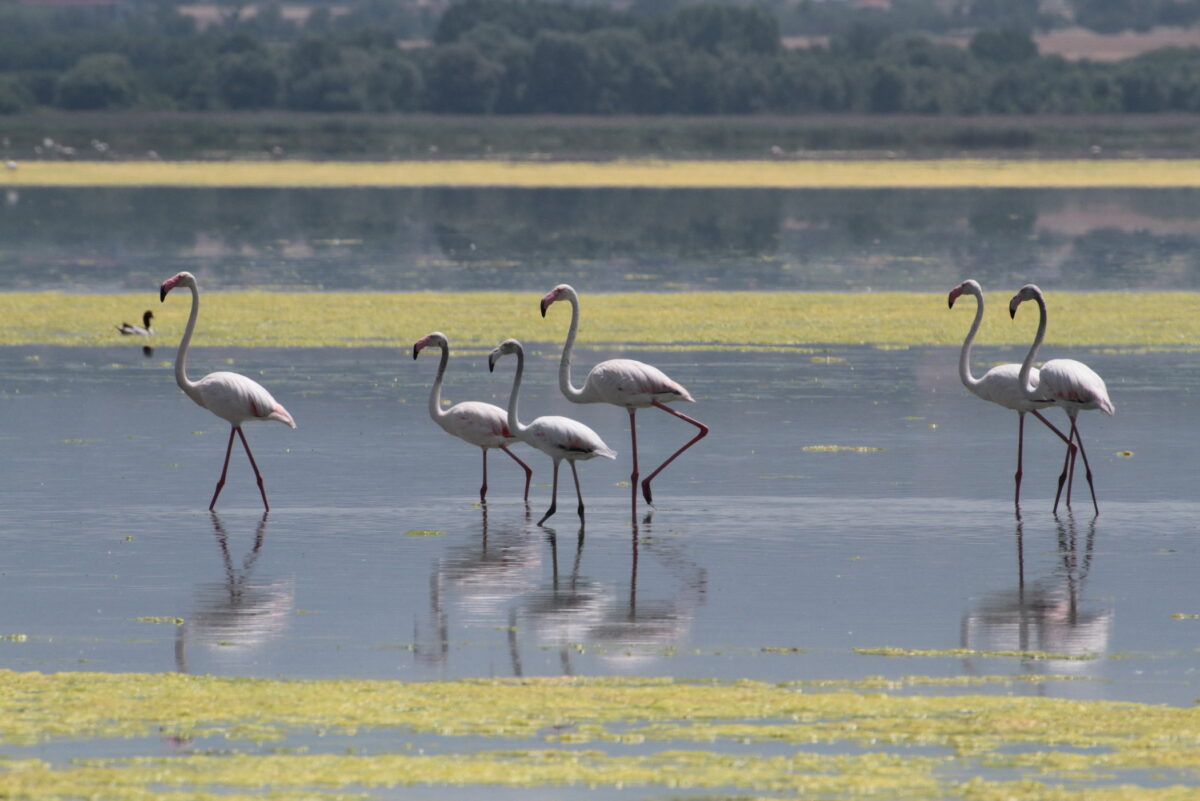 «Έρχεται» η ευρωπαϊκή γιορτή πουλιών στις προστατευόμενες περιοχές Κεντρικής Μακεδονίας (ΦΩΤΟ)
