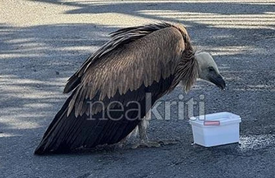 Πολίτες έσωσαν εξαντλημένο γυπαετό στην Κρήτη