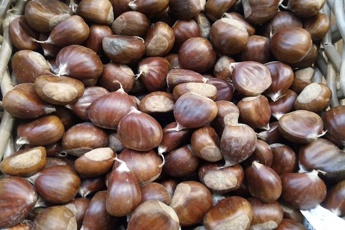 Γιορτές κάστανου και μανιταριών: Μαγειρικές, μουσικές και πεζοπορίες