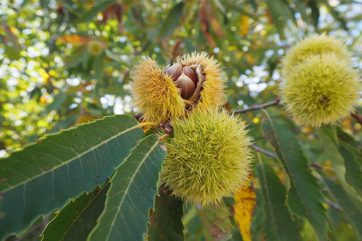 Γιορτές κάστανου με άφθονα κάστανα, μουσικές και πεζοπορίες