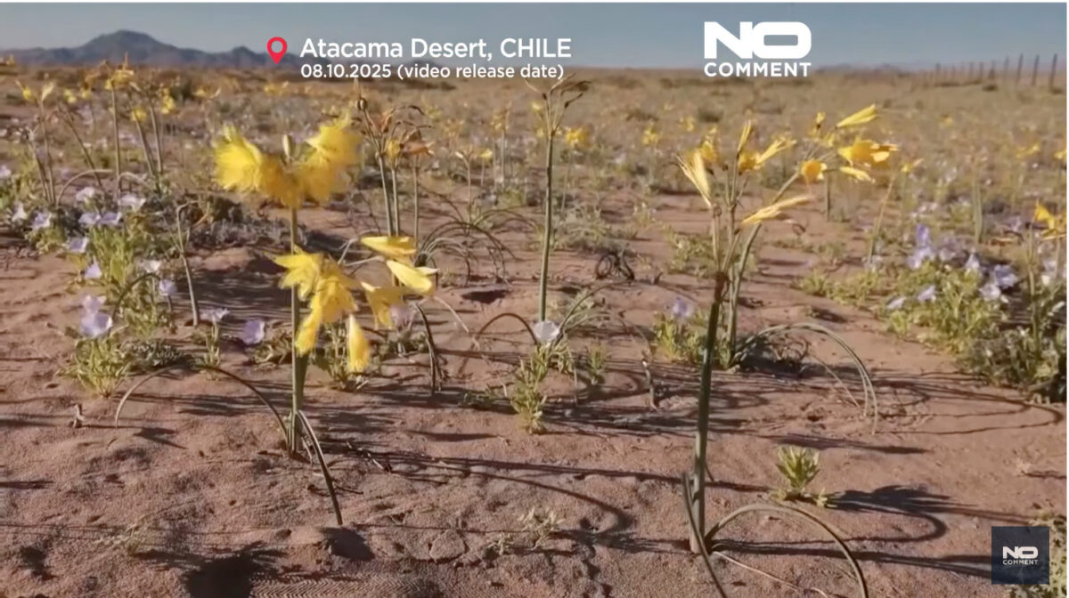 Πολύχρωμα αγριολούλουδα άνθισαν στην έρημο Ατακάμα στη Χιλή – Το πιο άνυδρο σημείο του κόσμου