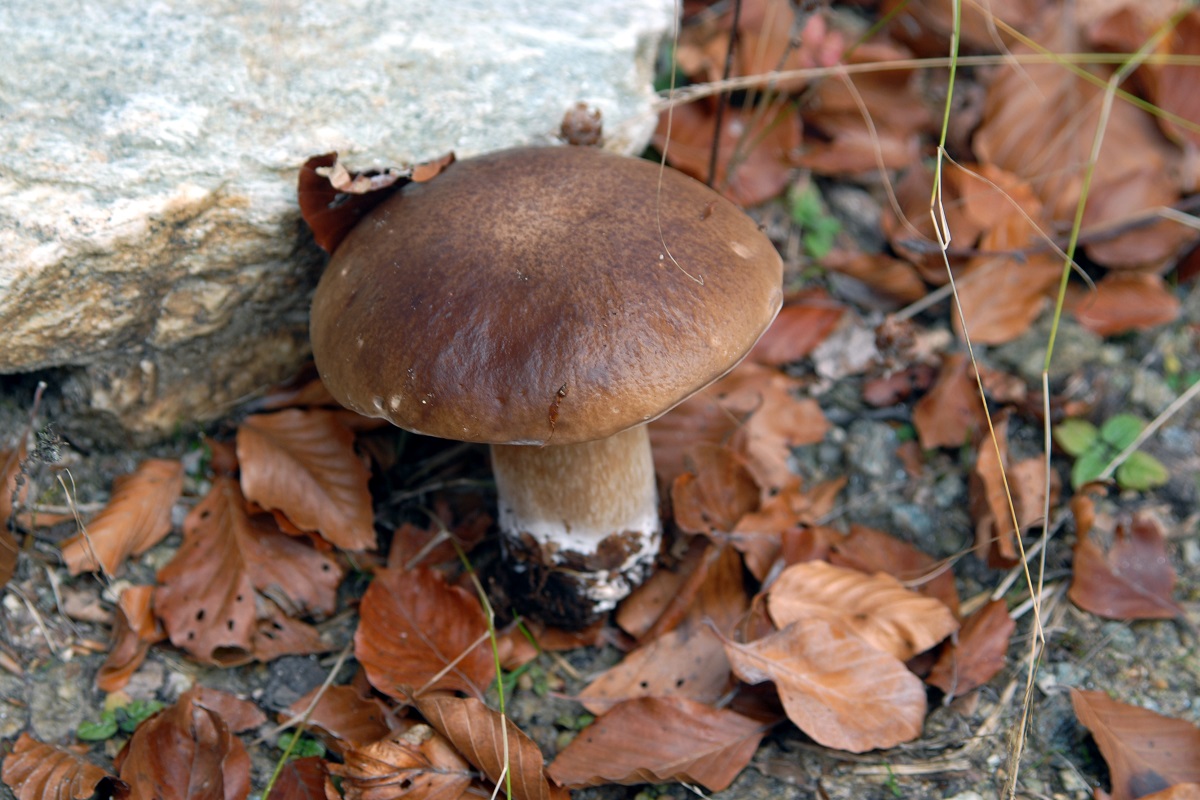 Πώς τα μανιτάρια επηρεάζουν την υγεία της καρδιάς