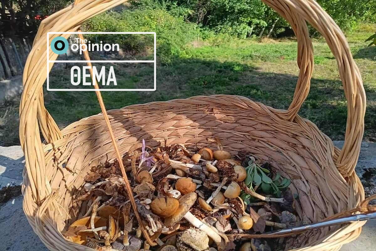 Μανιτάρια: Απόδραση στη φύση, γνώση και αξίες (ΦΩΤΟ)