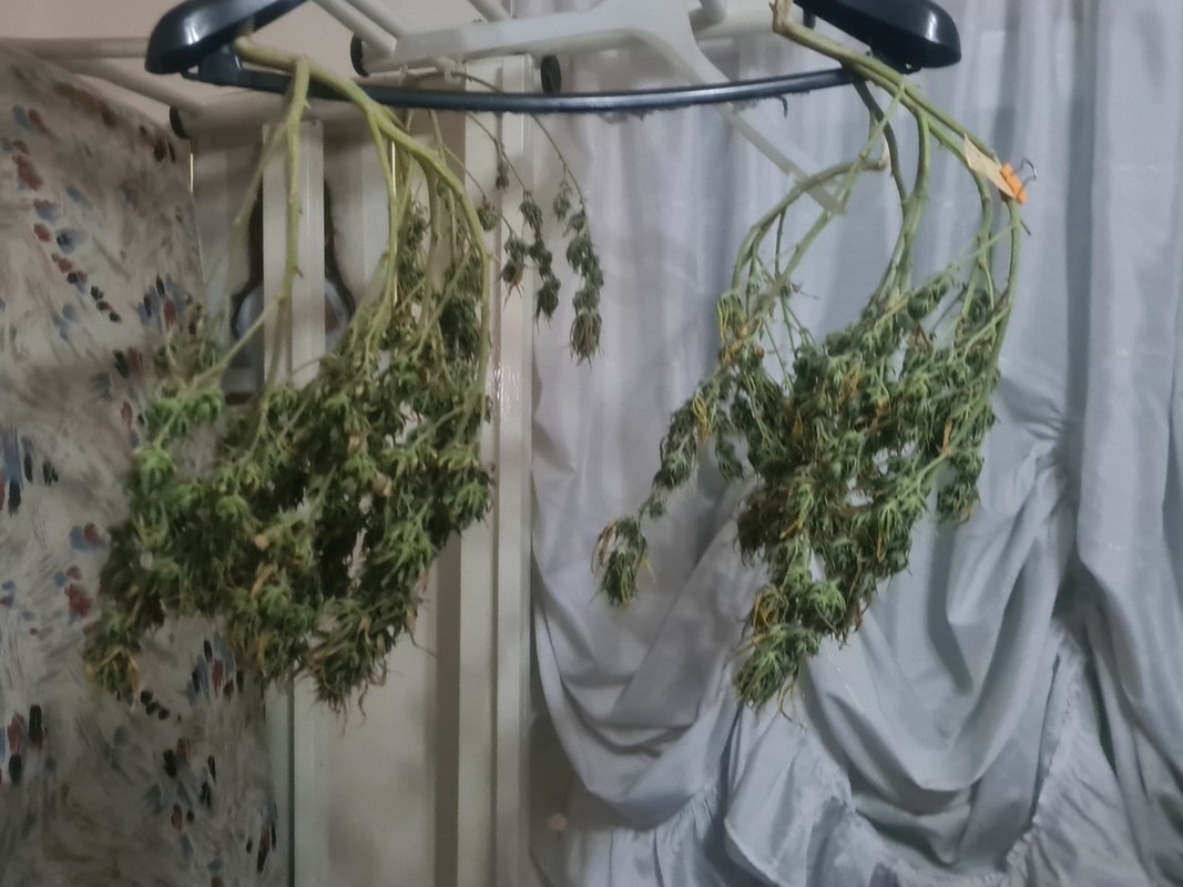 Σε «εργαστήρι» ναρκωτικών μετέτρεψε το σπίτι του 32χρονος – Είχε ολόκληρο εξοπλισμού υδροπονικής καλλιέργειας (ΦΩΤΟ)