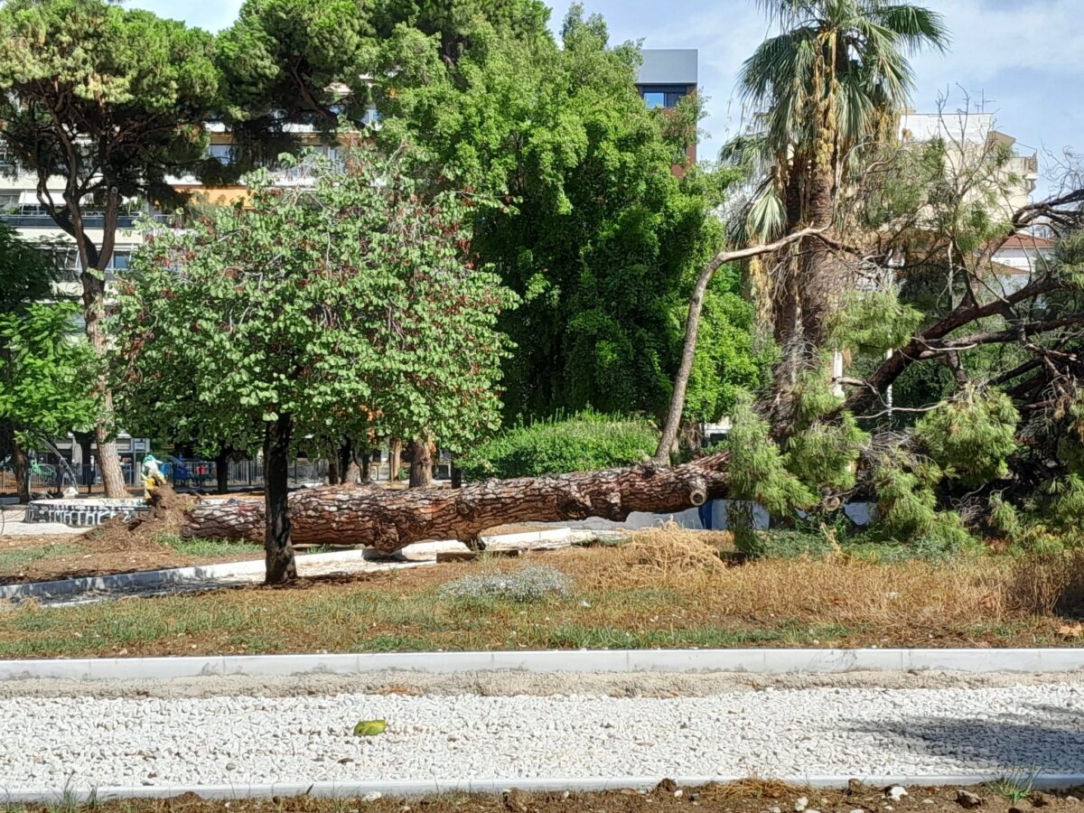 Πάτρα: Κατέρρευσε πεύκο 15 μέτρων στην Πλατεία Όλγας
