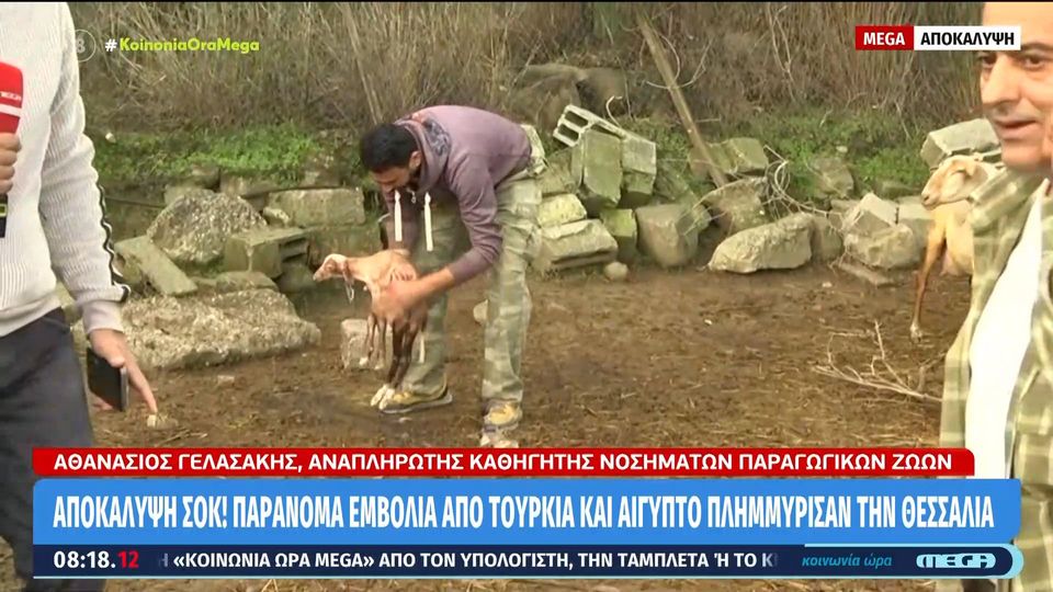 Προβατίνα γέννησε on air στο MEGA (VIDEO)