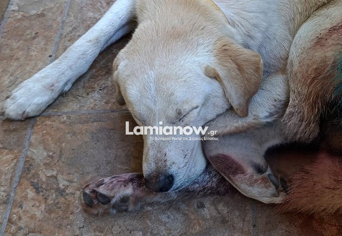 Αποτρόπαιες εικόνες στη Καμένα Βούρλα: Σκυλάκι βρέθηκε πυροβολημένο με δεκάδες σκάγια (ΦΩΤΟ)